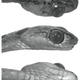 Illustration for article titled Say hello to emImantodes chocoensis/em, a new snake with anime eyes and a freaky looking body